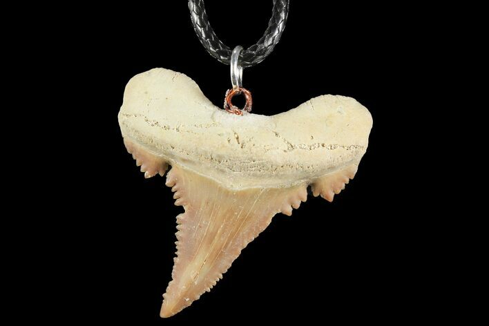Fossil Shark (Palaeocarcharodon) Tooth Necklace -Morocco #110230